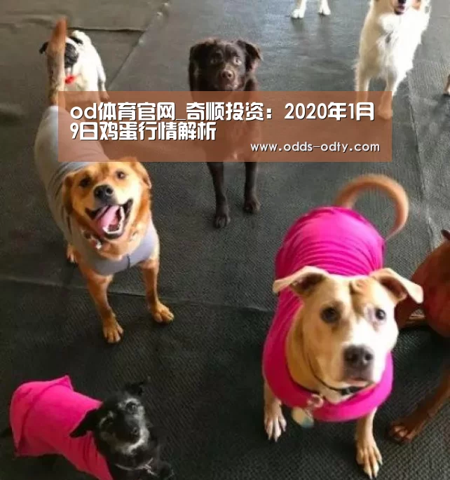 od体育官网_奇顺投资：2020年1月9日鸡蛋行情解析